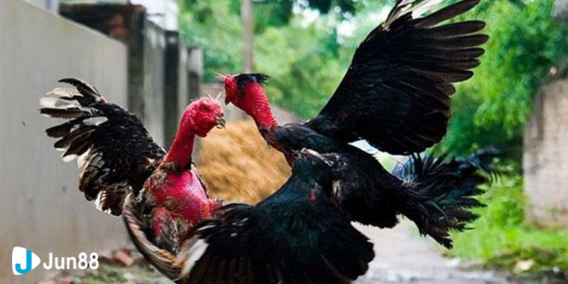 Tổng hợp các hình thức đá gà thịnh hành tại nhà cái hiện nay