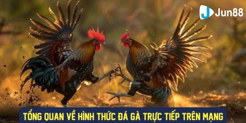 Giới thiệu sơ lược về đá gà mạng trực tiếp là gì?