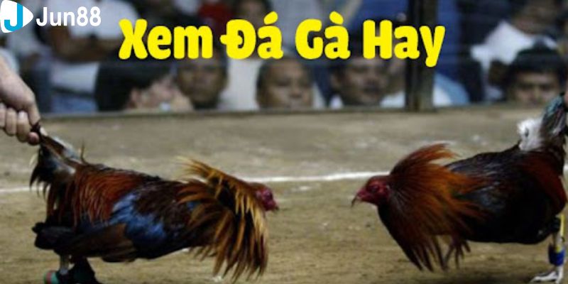 Đá gà Việt trực tiếp: Trải nghiệm đầy kịch tính