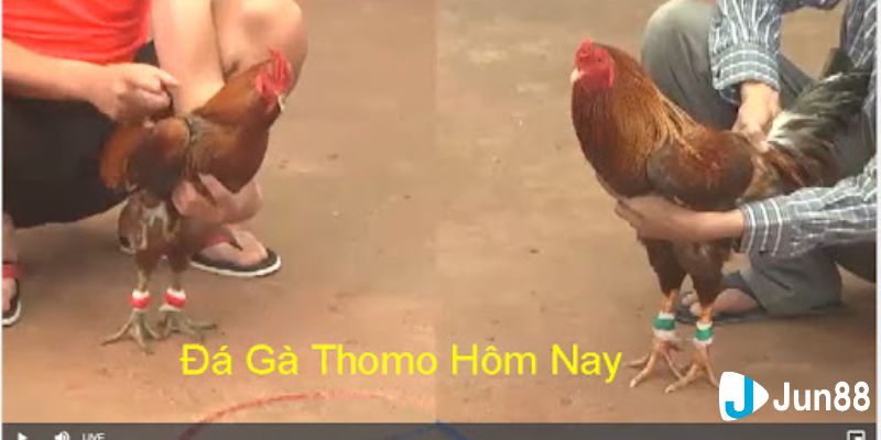 Ưu điểm khi cá cược đá gà Việt trực tiếp tại nhà cái uy tín