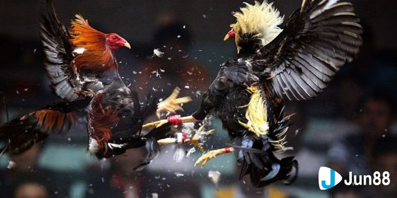 Địa điểm xem đá gà Việt trực tiếp uy tín nhất hiện nay