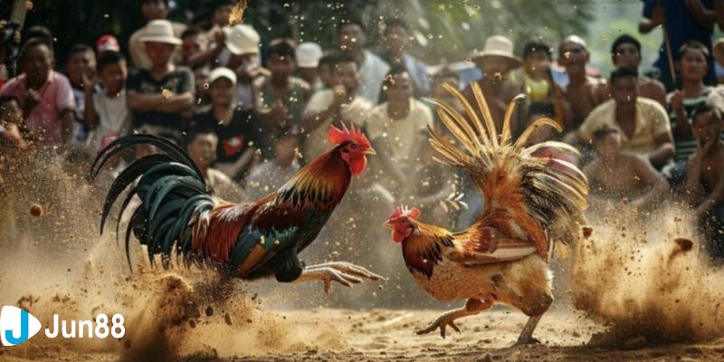 đá gà Việt trực tiếp