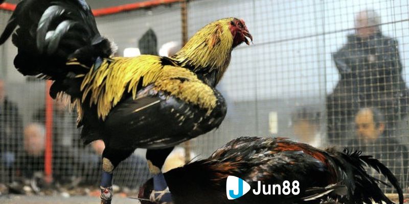 Tổng hợp các giống gà đá Mỹ thịnh hành hàng đầu hiện nay