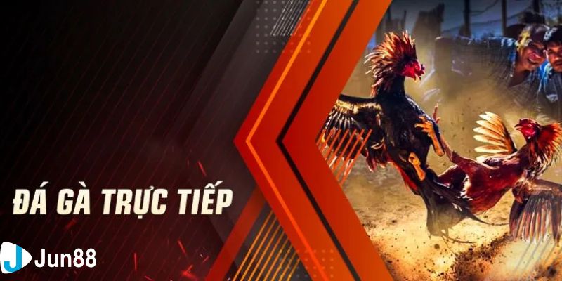 kèo đá gà trực tiếp Kinh nghiệm đặt cược kèo đá gà trực tiếp để chiến thắng