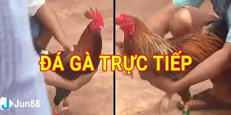 kèo đá gà trực tiếp