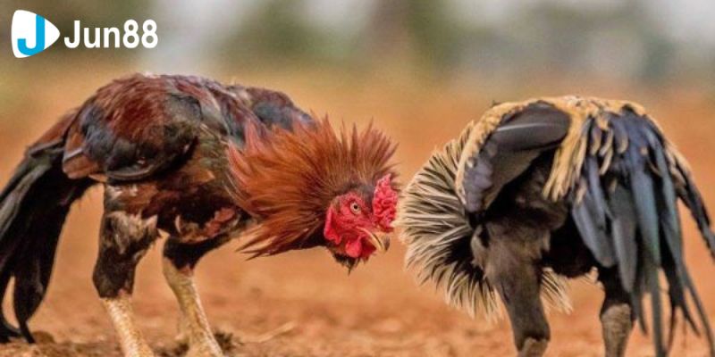 Những kinh nghiệm đá gà VSS388  hữu ích cho cược thủ