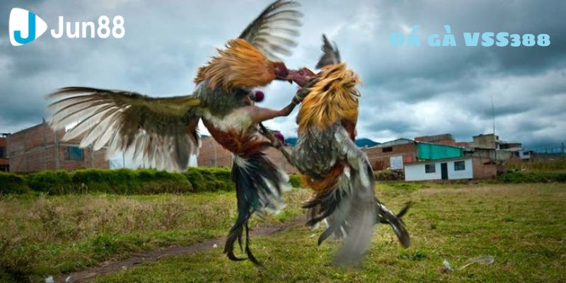 Tham gia đá gà VSS388 chỉ với các bước đơn giản
