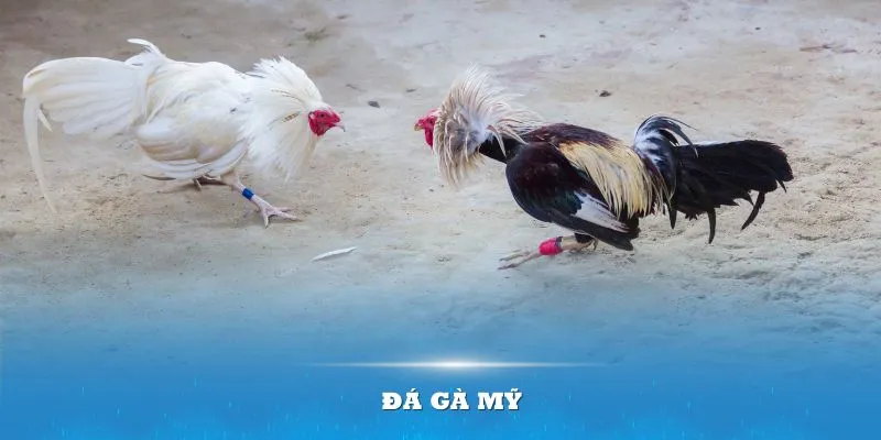 Ưu điểm chọi gà Mỹ