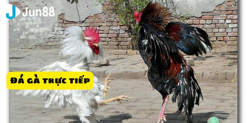 Một vài yếu tố ảnh hưởng đến kết quả đá gà trực tiếp