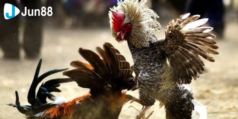 Trọng tài kiểm soát trận đấu đá gà trực tiếp để đảm bảo tính công bằng và an toàn.