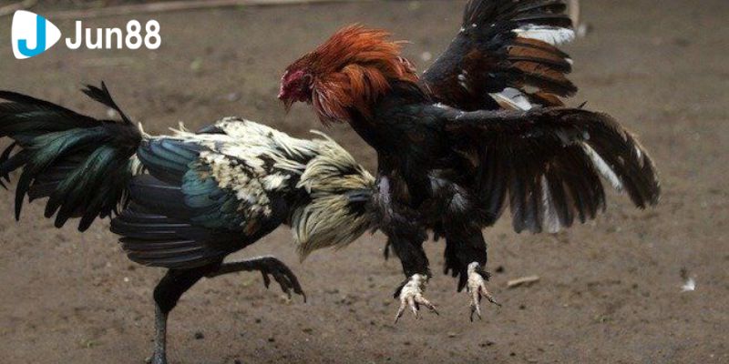 Đá gà trực tiếp, một trong những hình thức chơi được yêu thích nhất
