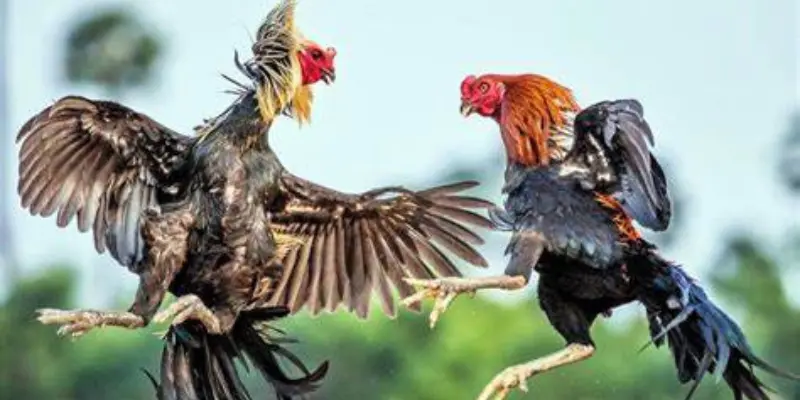 Kỹ năng nuôi gà đá tốt mà người mới nên tham khảo